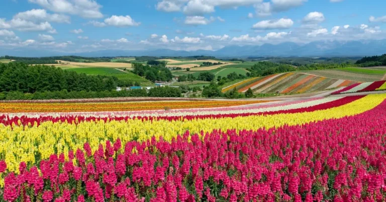Where to Stay in Furano for Flower field and Ski resort