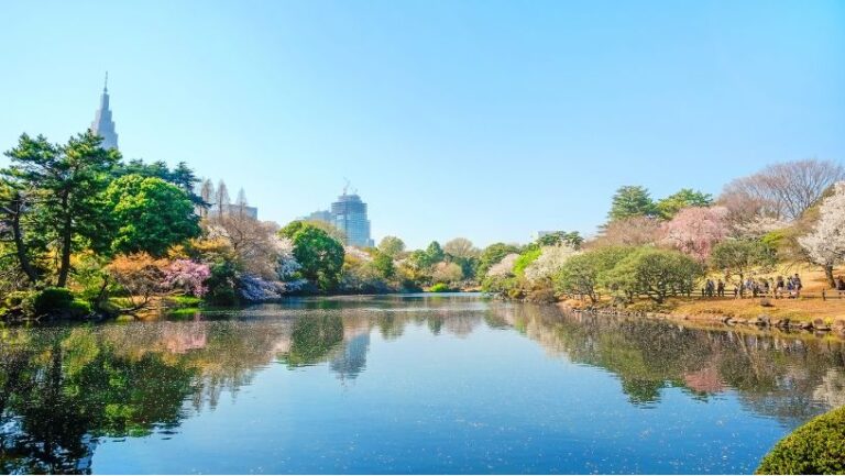 Why the Shinjuku Gyoen Cherry Tree Area is a Must-Visit